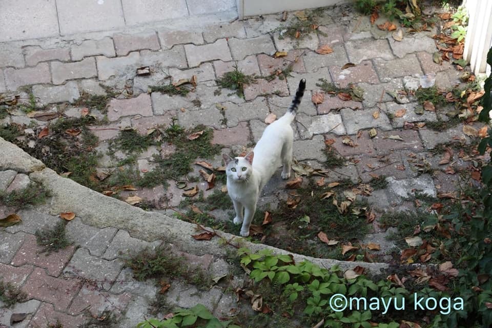 ねこの全力坂_e0255060_15344062.jpg