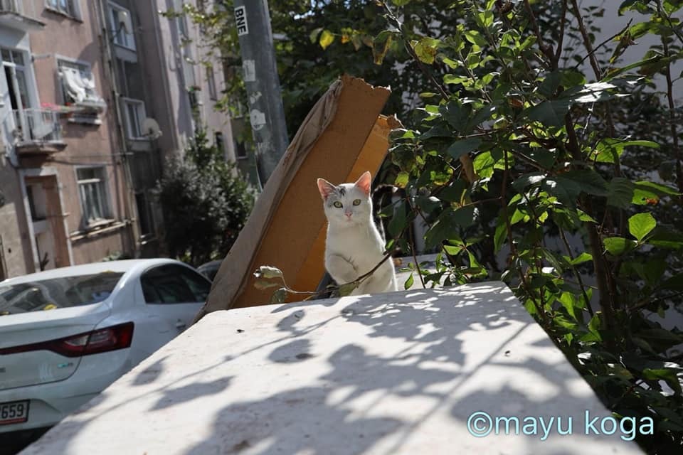 ねこの全力坂_e0255060_15350274.jpg