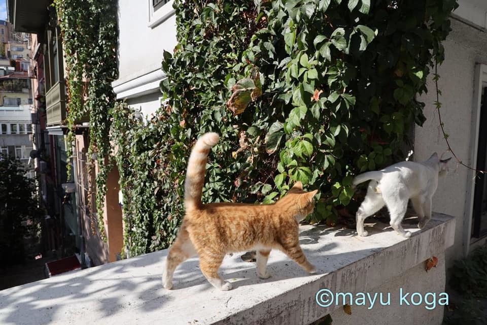 ねこの全力坂_e0255060_15354020.jpg