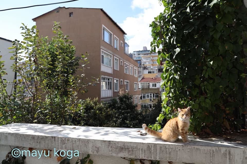 ねこの全力坂_e0255060_15365950.jpg