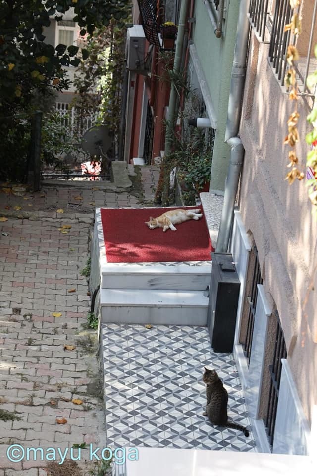 ねこの全力坂_e0255060_15382432.jpg