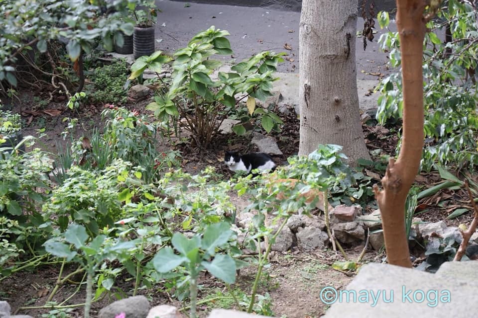 ねこの全力坂_e0255060_15390872.jpg
