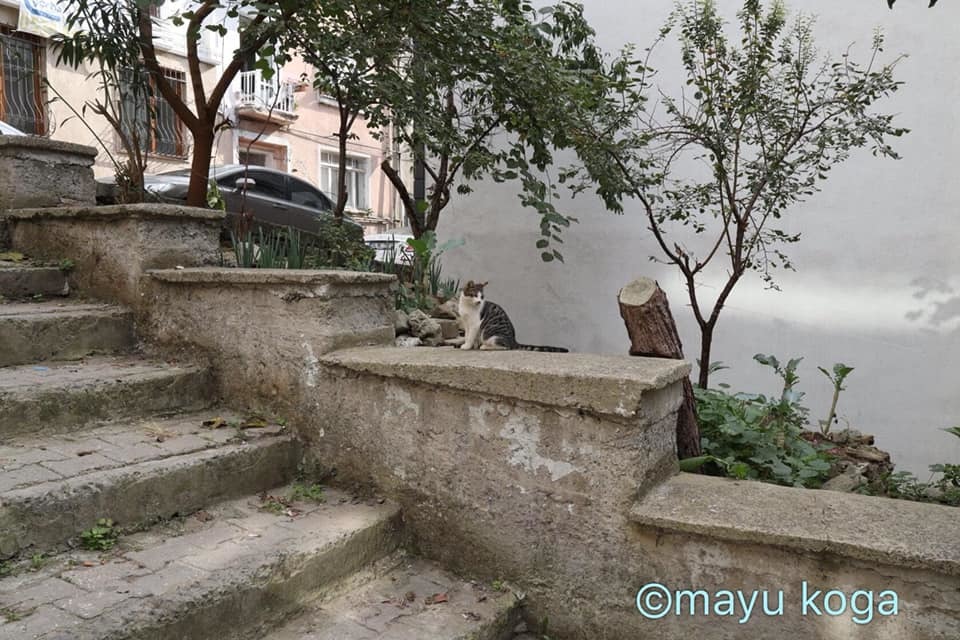 ねこの全力坂_e0255060_15393540.jpg