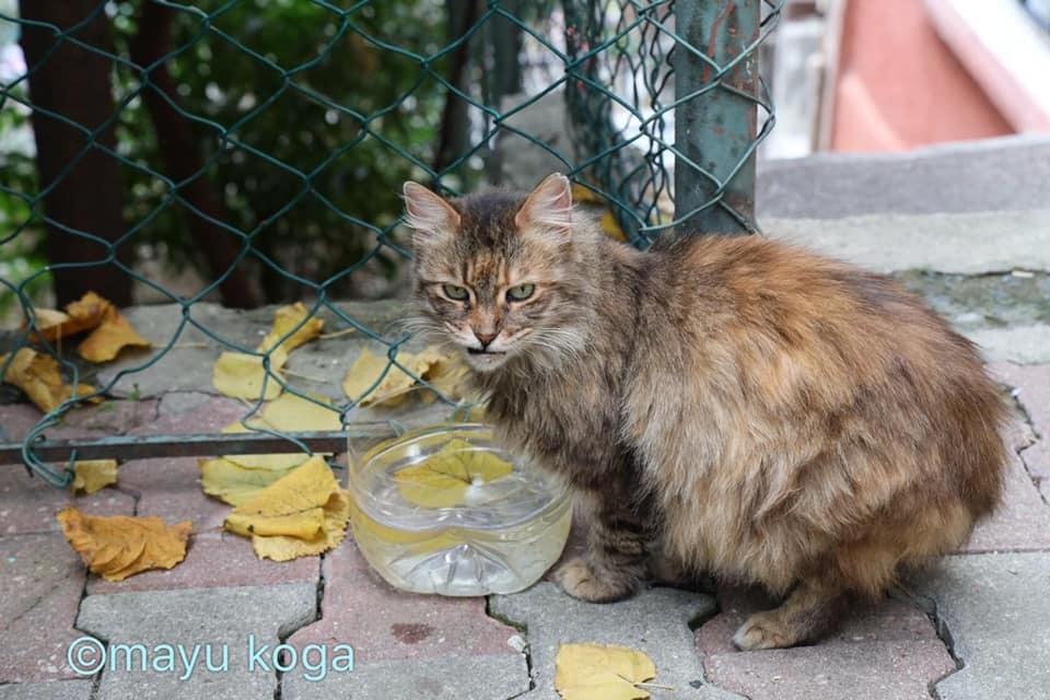 ねこの全力坂_e0255060_15410676.jpg