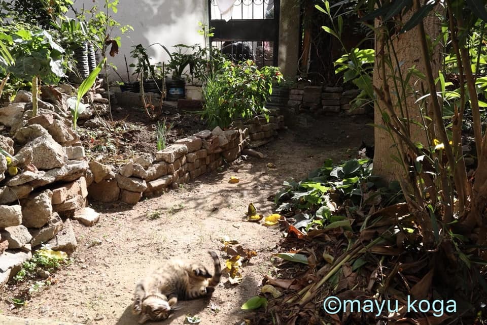 ねこの全力坂_e0255060_15415722.jpg