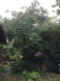 大雨_f0363168_07481979.png