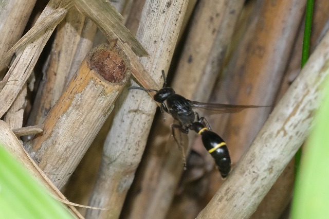 蜂 ３種 6 19 ナミジガバチモドキ クチビロハムシドロバチ ヒメコンボウヤセバチ 舞岡公園の自然２