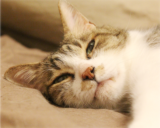 子猫の教育_a0389088_16581951.jpg