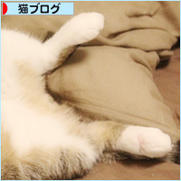 子猫の教育_a0389088_16581965.jpg