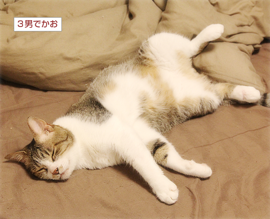子猫の教育_a0389088_16581971.jpg
