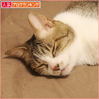子猫の教育_a0389088_16581982.jpg
