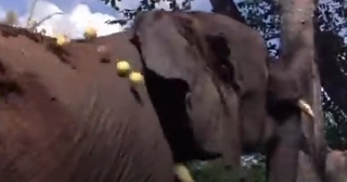 マルーラ 酔いどれアニマルパーティ 写真でイスラーム