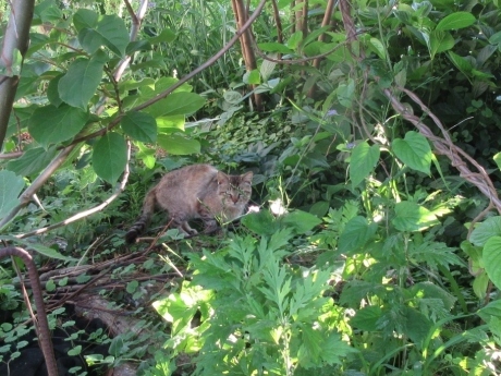 たまに見るねこ・実知らずの柚子など_a0203003_17545117.jpg