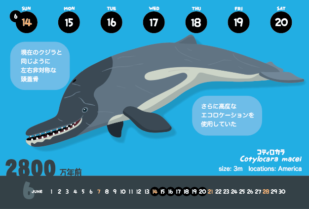 コティロカラ_f0292806_19053296.jpg