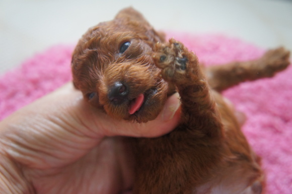 トイプードルの男の子6月2日生まれ ドックブリーダーのブログ