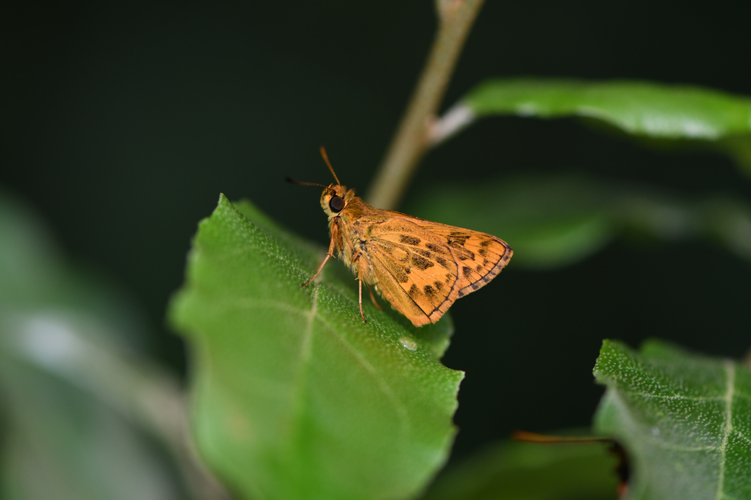 初夏の高原のチョウたち（2020/06/15）_d0332816_16164077.jpg