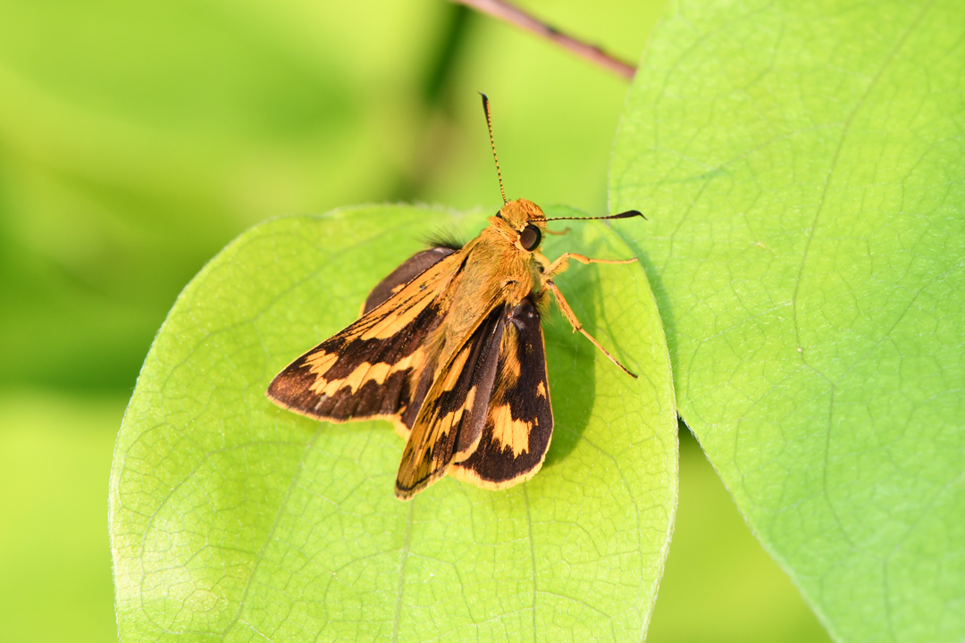 初夏の高原のチョウたち（2020/06/15）_d0332816_16164204.jpg