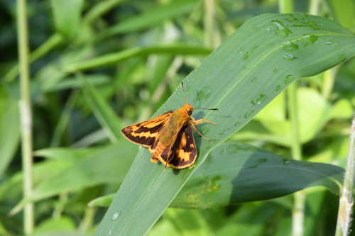 初夏の高原のチョウたち(2020/06/15)_d0332816_16164594.jpg