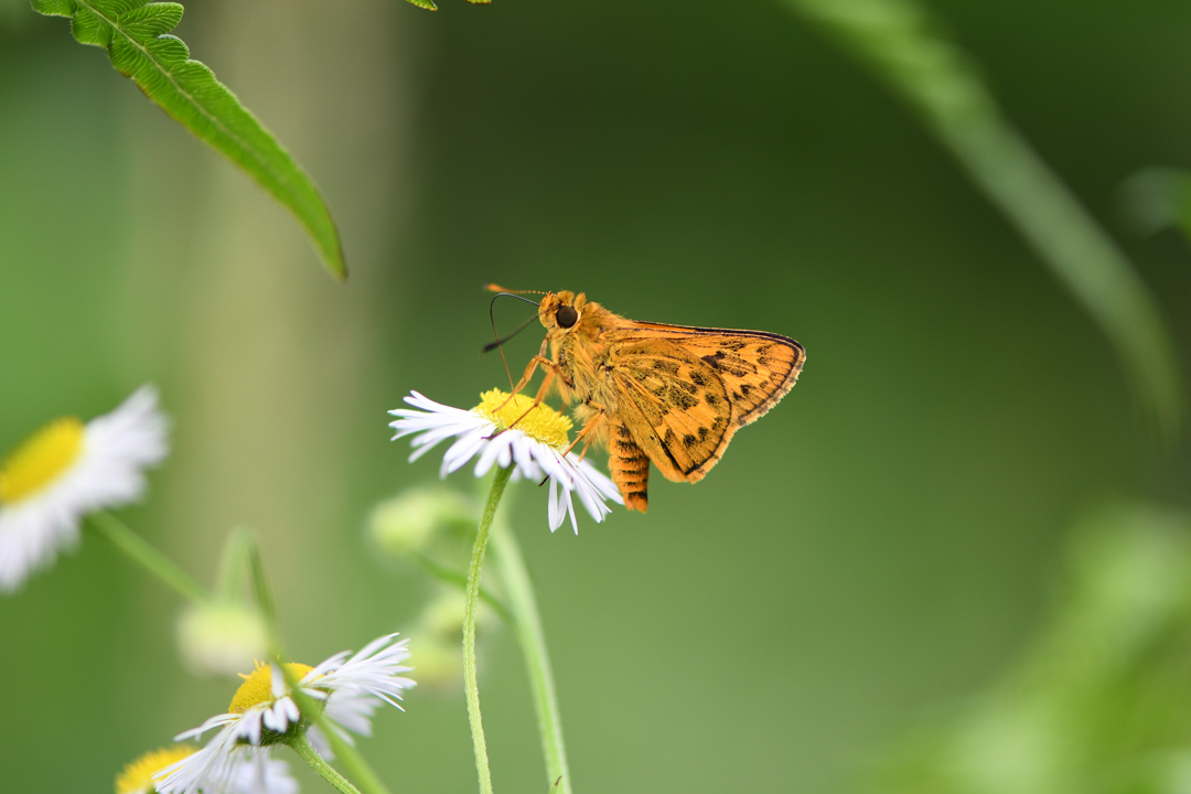 初夏の高原のチョウたち（2020/06/15）_d0332816_16164788.jpg