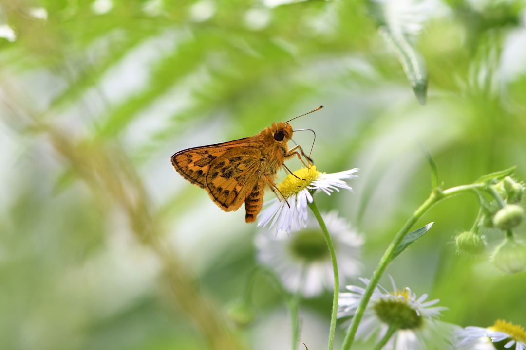 初夏の高原のチョウたち（2020/06/15）_d0332816_16164962.jpg