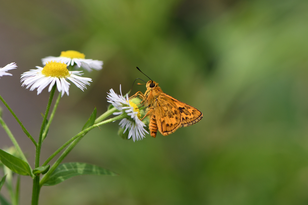 初夏の高原のチョウたち（2020/06/15）_d0332816_16165254.jpg