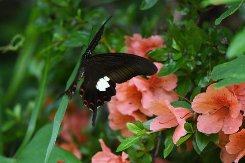 初夏の高原のチョウたち（2020/06/15）_d0332816_16170186.jpg