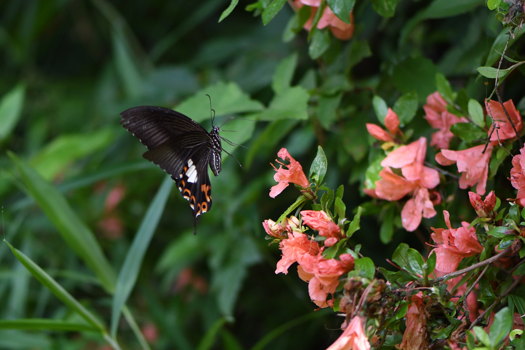 初夏の高原のチョウたち(2020/06/15)_d0332816_16170401.jpg