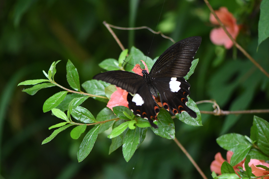 初夏の高原のチョウたち（2020/06/15）_d0332816_16170686.jpg