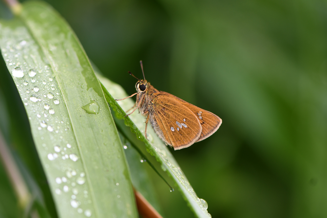 初夏の高原のチョウたち(2020/06/15)_d0332816_16170990.jpg