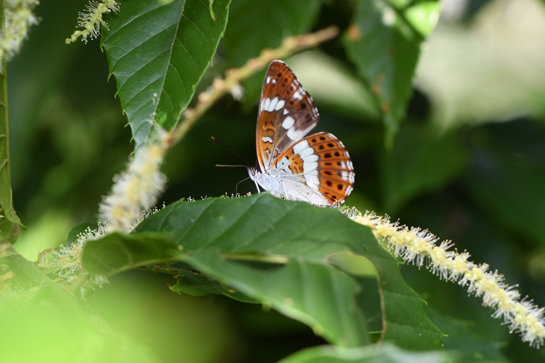 初夏の高原のチョウたち（2020/06/15）_d0332816_16172286.jpg