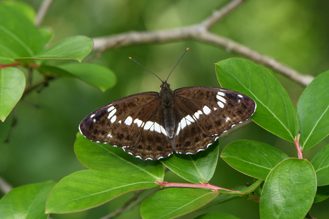 初夏の高原のチョウたち(2020/06/15)_d0332816_16172423.jpg