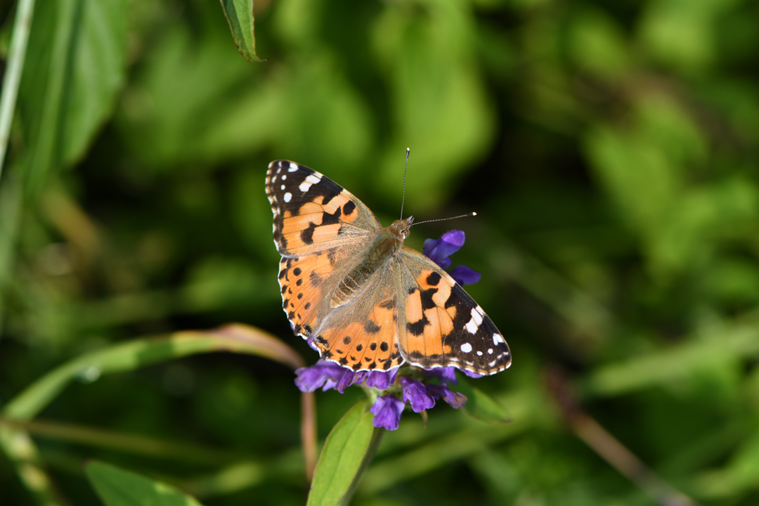 初夏の高原のチョウたち（2020/06/15）_d0332816_16172888.jpg