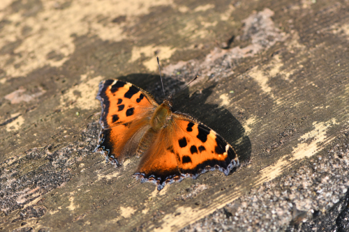 初夏の高原のチョウたち（2020/06/15）_d0332816_16173346.jpg