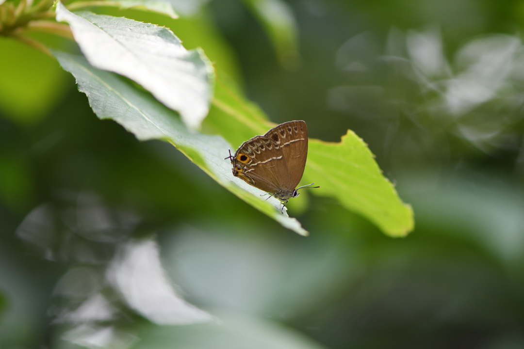 初夏の高原のチョウたち(2020/06/15)_d0332816_16175842.jpg