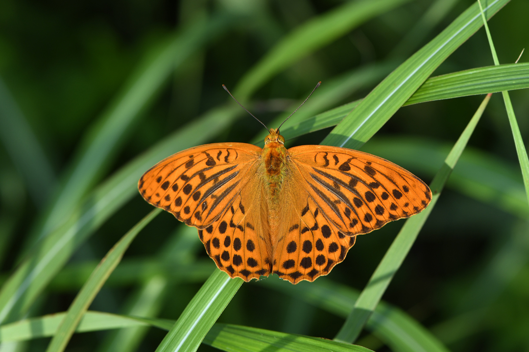 初夏の高原のチョウたち（2020/06/15）_d0332816_20165521.jpg