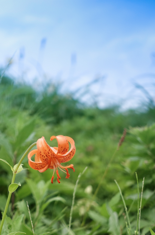 梅雨の晴れ間のお花畑_c0220824_15195772.jpg