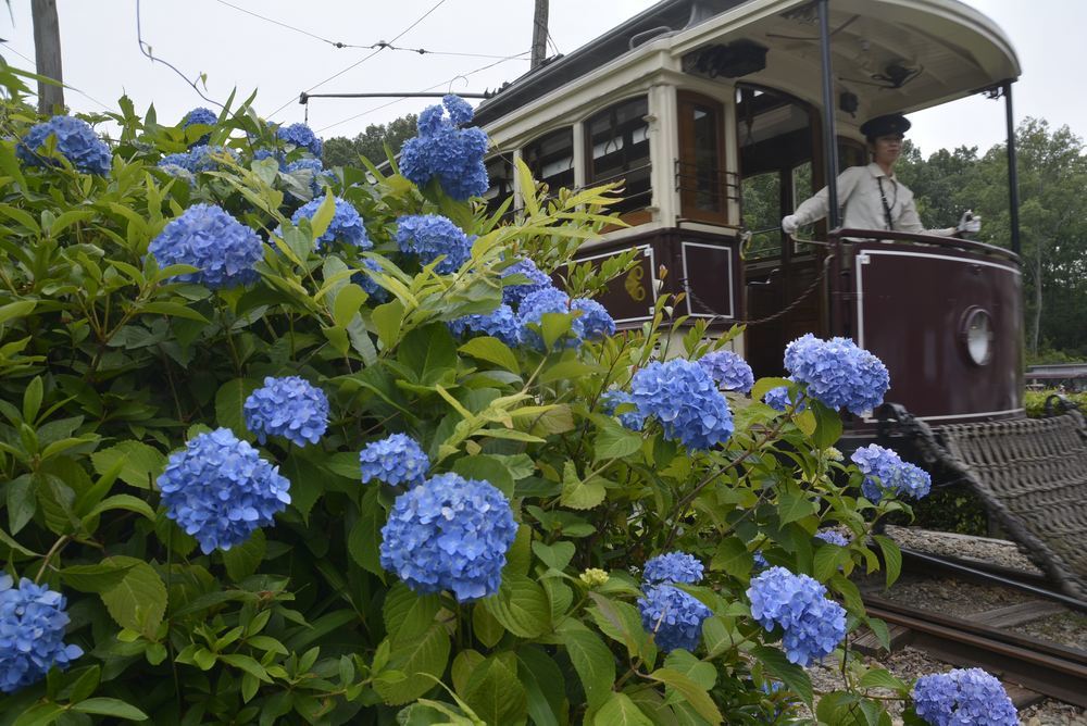 七条電停の市電と紫陽花_e0373930_21142486.jpg