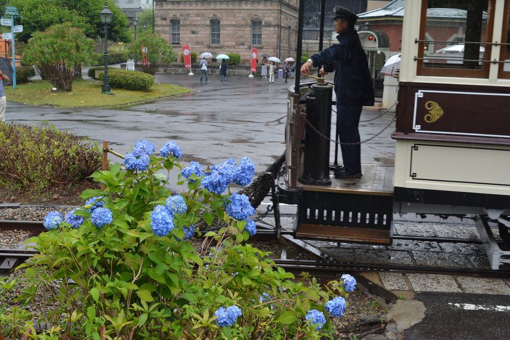 七条電停の市電と紫陽花_e0373930_21144648.jpg