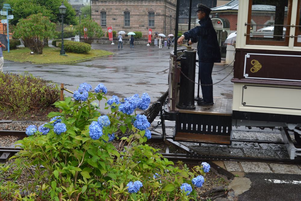 七条電停の市電と紫陽花_e0373930_21144648.jpg