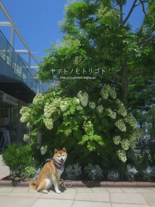 あーした天気にしておくれ♪【フォトムービーあり】_e0394031_05170678.jpg