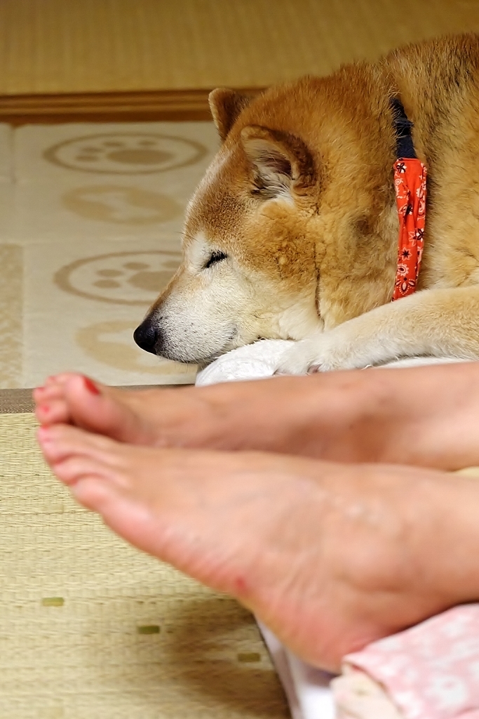いろんな寝方_b0314043_08132666.jpg