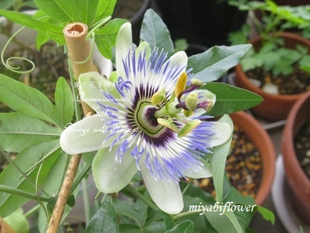 時計草の花が開く瞬間を目撃 風と花を紡いで