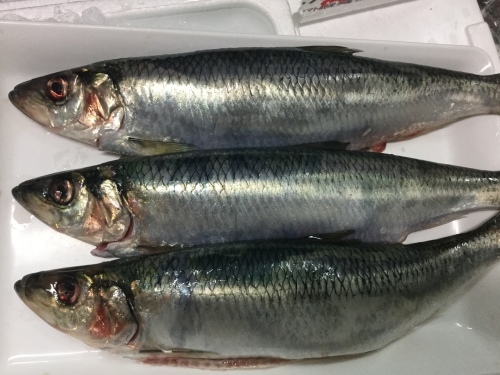 沖縄三大高級魚と言われている アカジンミーバイ 鹿児島市の魚専門店 満田商店です