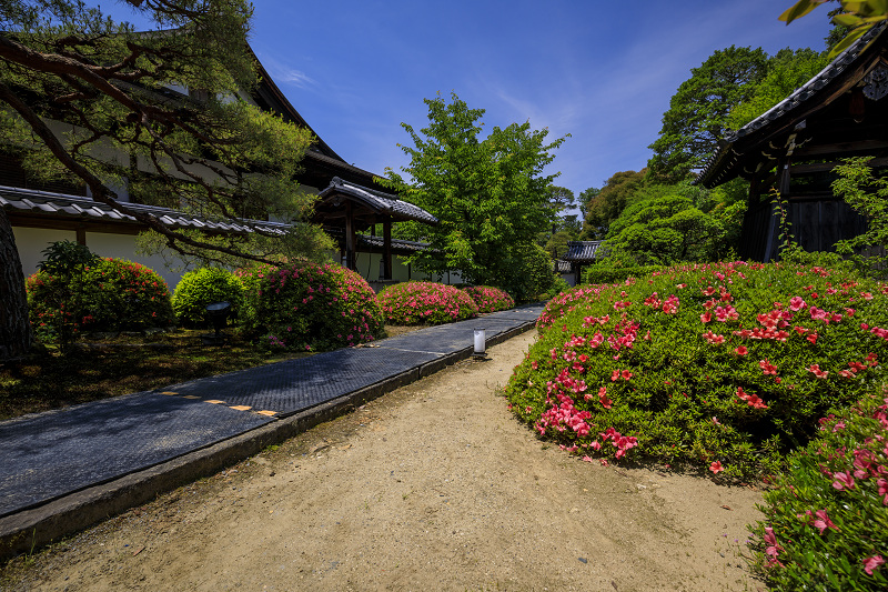 サツキ咲く雲龍院（泉涌寺塔頭）_f0155048_0134122.jpg