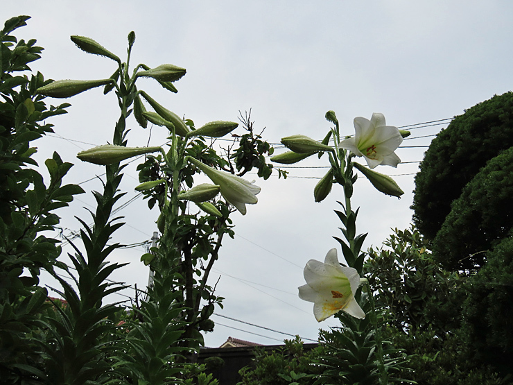 梅雨晴_f0214649_10252348.jpg