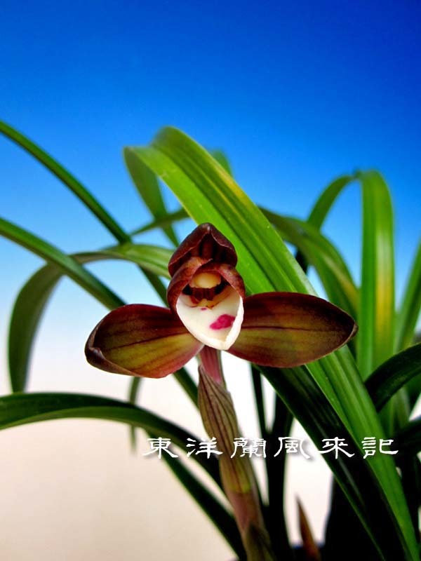紫織　　　　　　　　　　　　　No.568_f0178953_23133971.jpg