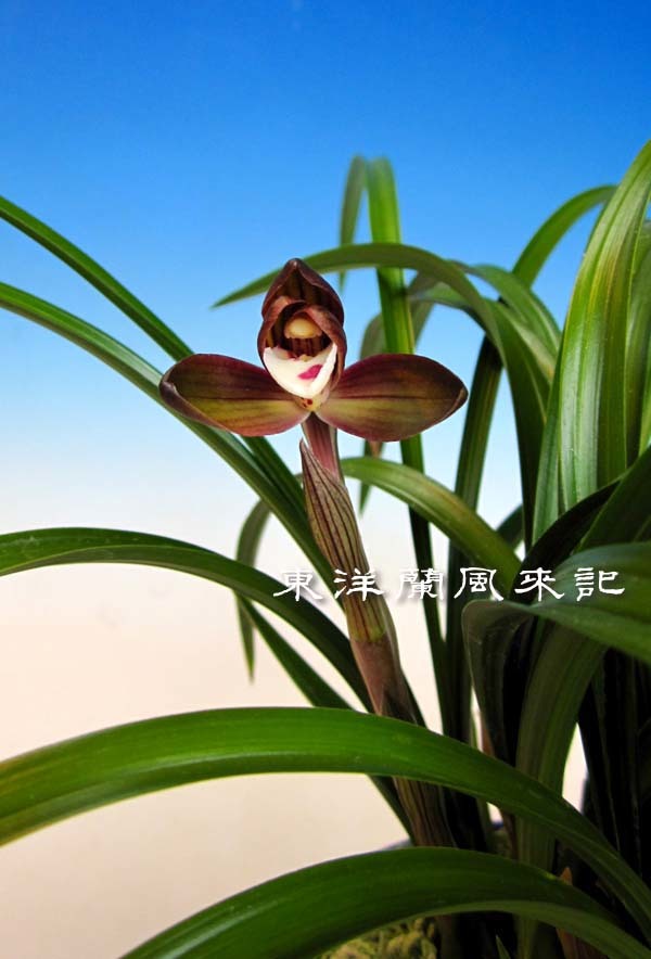 紫織　　　　　　　　　　　　　No.568_f0178953_23135411.jpg