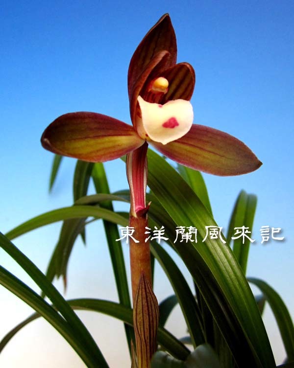 紫織　　　　　　　　　　　　　No.568_f0178953_23141464.jpg