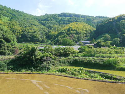 太秋柿 古川果樹園 令和2年度の着果後の様子と本物と呼べる逸品を作り上げるための惜しまぬ手間ひま_a0254656_16532110.jpg