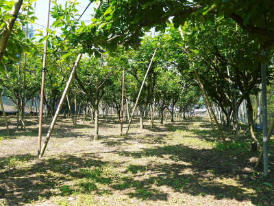 太秋柿 古川果樹園 令和2年度の着果後の様子と本物と呼べる逸品を作り上げるための惜しまぬ手間ひま_a0254656_16553297.jpg
